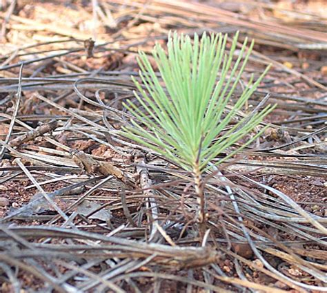 Pinus oocarpa (pino de colorado) description - The Gymnosperm Database