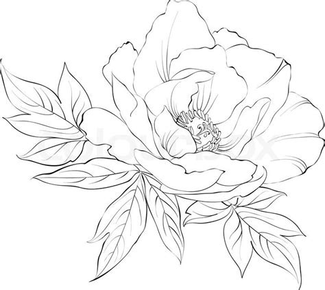 Flower line drawings, Peony drawing, Flower drawing