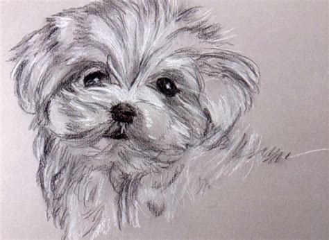 how to draw a puppy with charcoal and carbon pencil | Dog drawing ...