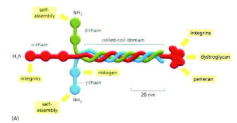 9 Structure of the laminin molecule. (From [1]) | Download Scientific ...