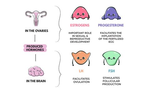 Female Hormones: How do they function?