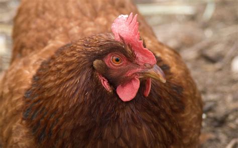 New Hampshire Chicken - Breed Profile & Facts - LearnPoultry