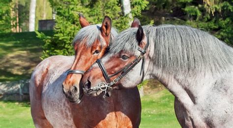 10 Belgian Draft Horses Facts You Probably Didn't Know