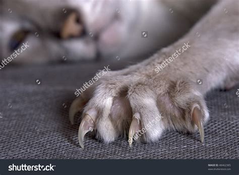 Cat Paw Anatomy