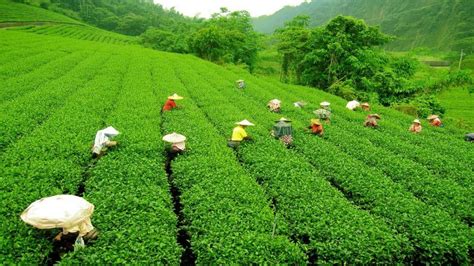 Sector Analysis: Indian Tea Industry – LSI Group