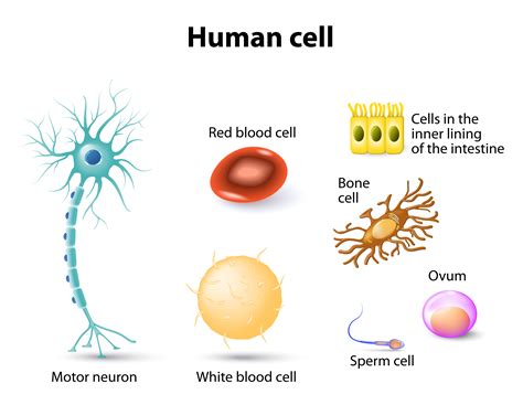 The Human Cell Atlas: An international effort | AltTox.org