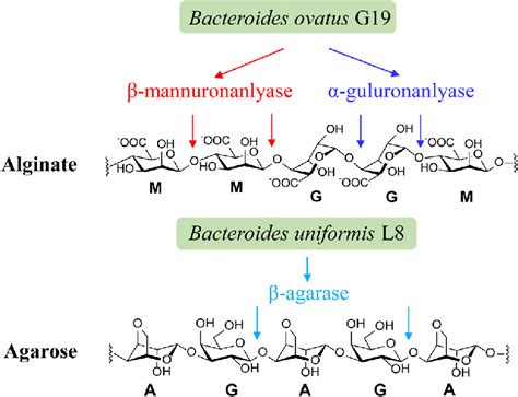 3 proposed mechanism of gut microbial degradation of marine ...