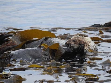 The Nap Appears to Be Over for Sea Otter Pup, But Not Mom Yet — The ...