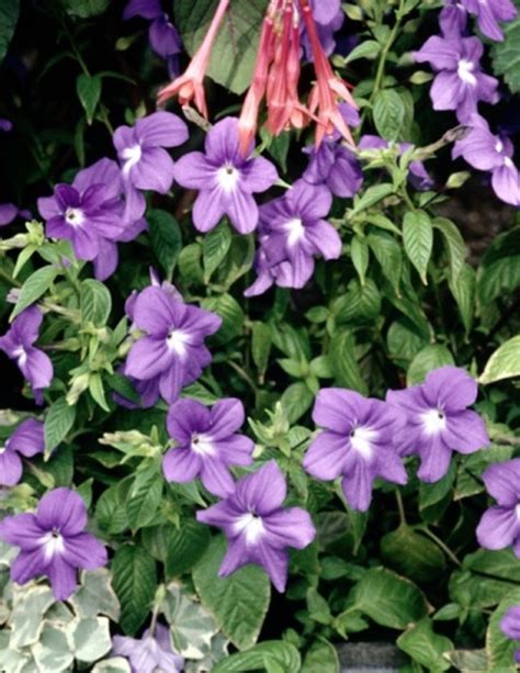 How to Grow Vinca From Seeds | ehow