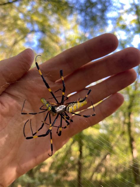 Joro spiders likely to spread beyond Georgia