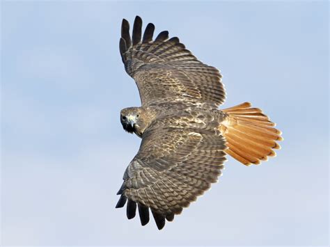 Red-Tailed Hawk - Size | Facts | Diet | Habitat | Call | Sound - BirdBaron