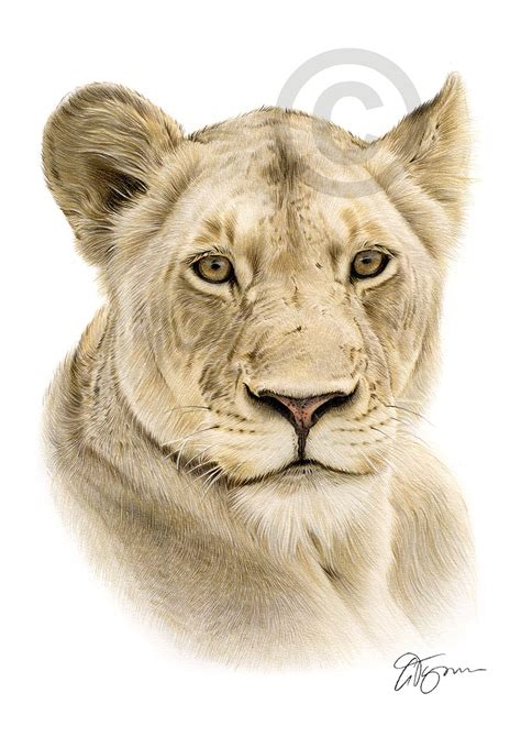 Colour pencil drawing of an African lioness by UK artist Gary Tymon