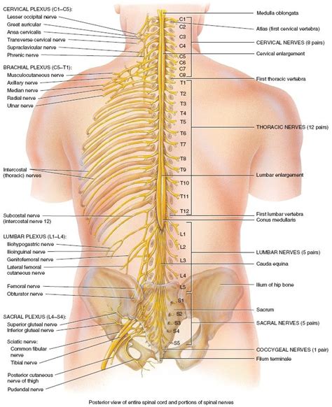 Human Body Back Nerves