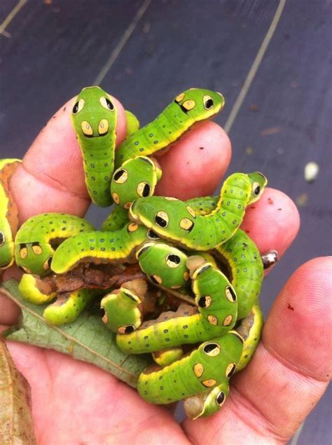 Spicebush swallowtail (Papilio troilus) caterpillars, eastern half of ...