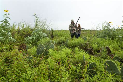 Texas Dove Hunting Tips - Colorado River Land Trust