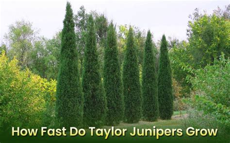 Taylor Juniper Growth Rate – Is It Fast Growing? - embracegardening