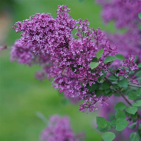 Bloomerang® Dark Purple - Reblooming Lilac - Syringa x | Proven Winners