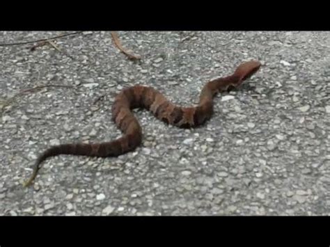 Baby Snake, A Baby Cottonmouth/Watermocassin - YouTube