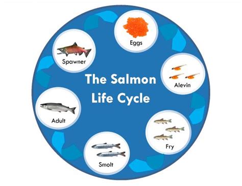 Learn about Salmon -The City of Vancouver, WA