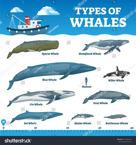 Types Whales Educational Labeled Comparison Collection Stock Vector ...