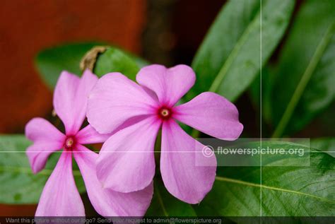 Catharanthus Roseus