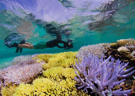 Coral reef resilience key to support the underwater cities threatened ...