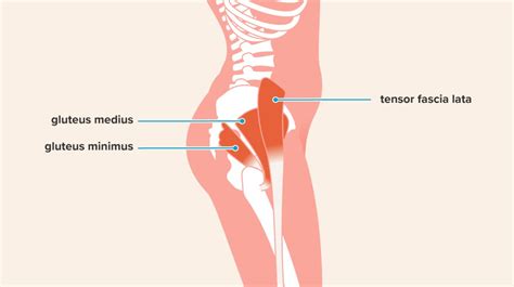 Hip Abduction Exercises: Anatomy, Benefits, Effectiveness