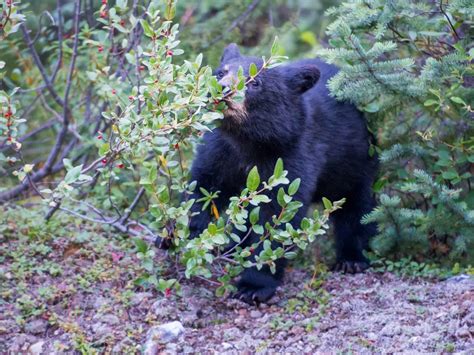 Wildlife in Maine: Spotting Exciting Moose to Beautiful Puffins and ...