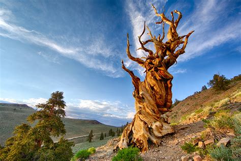 Methuselah, White Mountain, California | Methuselah Tree, Br… | Flickr