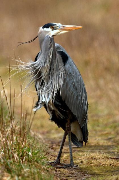 Wild Side: Great blue heron | Coastal Life | discoverourcoast.com