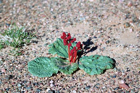 Gobi desert, plant