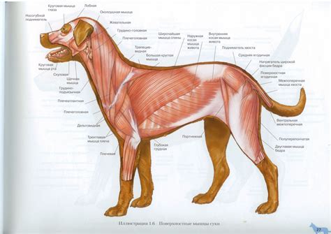 Dog Muscles Anatomy | Поверхностные мышцы собаки