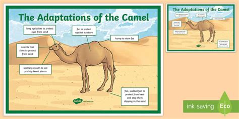 Camel Adaptation A4 Display Poster - Science, UAE, animals