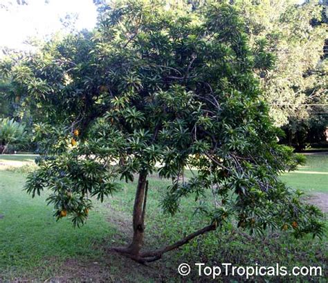 Pouteria campechiana - Canistel, the curious heart-shaped Egg Super-Fruit