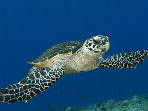 Is A Hawksbill Sea Turtle A Herbivore