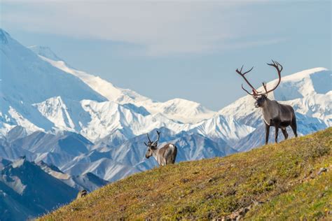 These Images of Denali National Park Will Inspire Your Next Trip