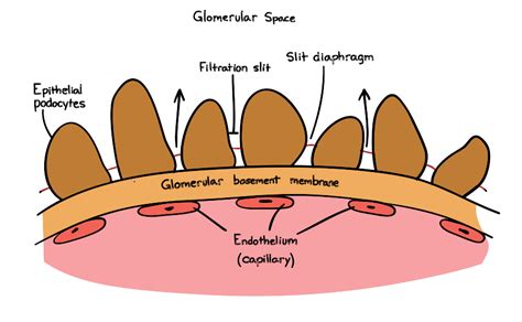 19 Images Basement Membrane Components - basement tips