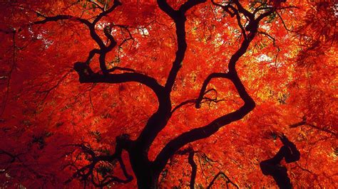 🔥 [40+] Red Tree Wallpapers | WallpaperSafari