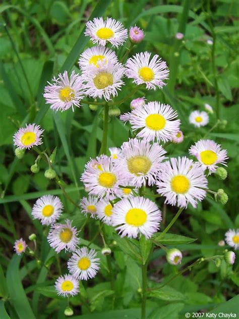 Erigeron philadelphicus (Philadelphia Fleabane): Minnesota Wildflowers