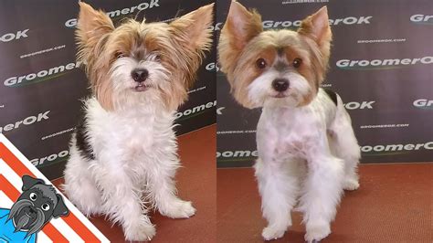 Biewer terrier - Grooming tutorial - YouTube