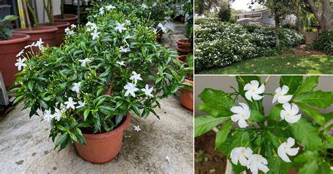 How to Grow Pinwheel Flower | Crepe Jasmine Care