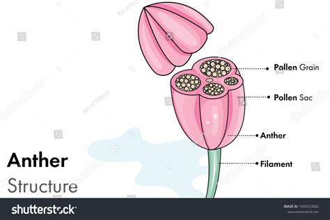 Pollen Grain Cross Section Structure Pollination Stock Vector (Royalty ...