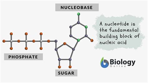 Nucleotide Definition and Examples - Biology Online Dictionary