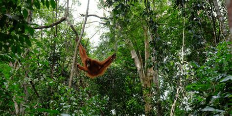 Redefining Sustainable Palm Oil: Safeguarding Orangutan Habitat • The ...