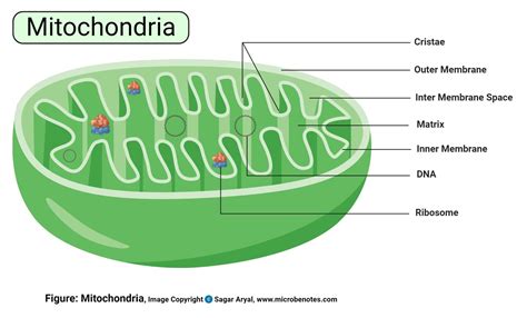 Simple Diagram Of Mitochondria