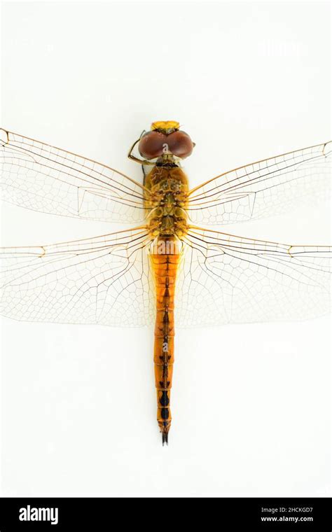 Dragonfly wing close up microscope hi-res stock photography and images ...