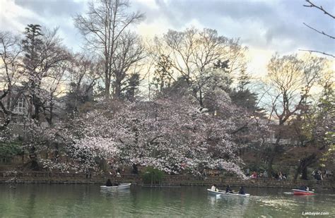 Sakura 2016: Inokashira Park – Lakbayer