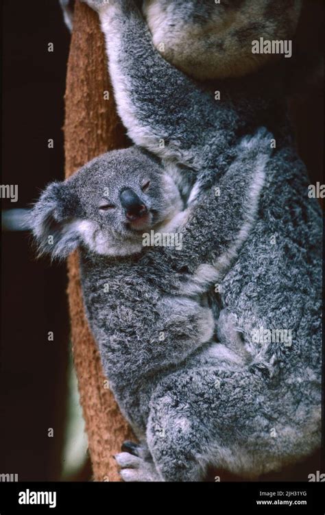 A baby koala hugging its mother Stock Photo - Alamy