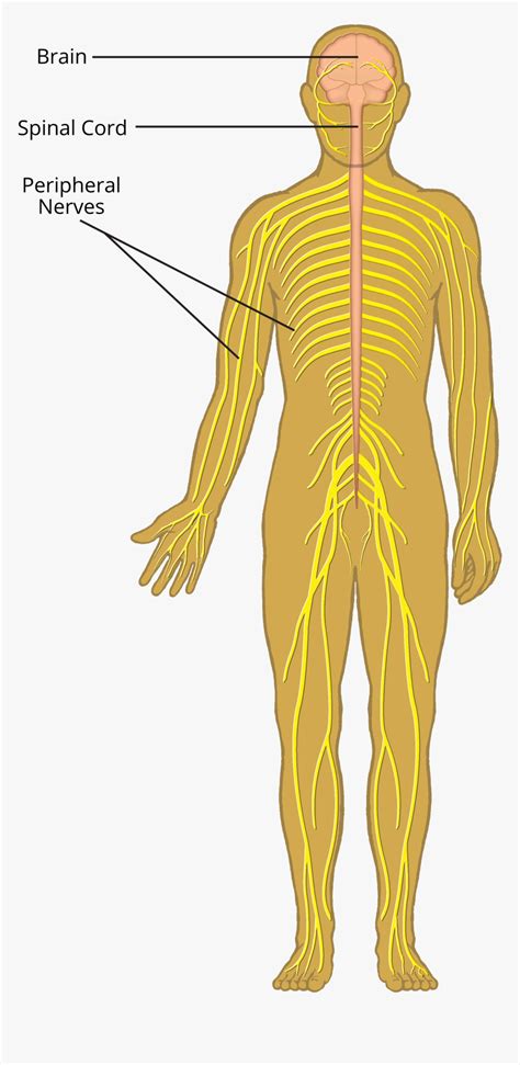 Central Nervous System Diagram Unlabeled / Diagram Cns Diagram Full ...