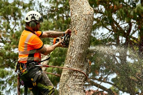 Advanced Tree Felling Techniques Used by Pros | Trees Down Under